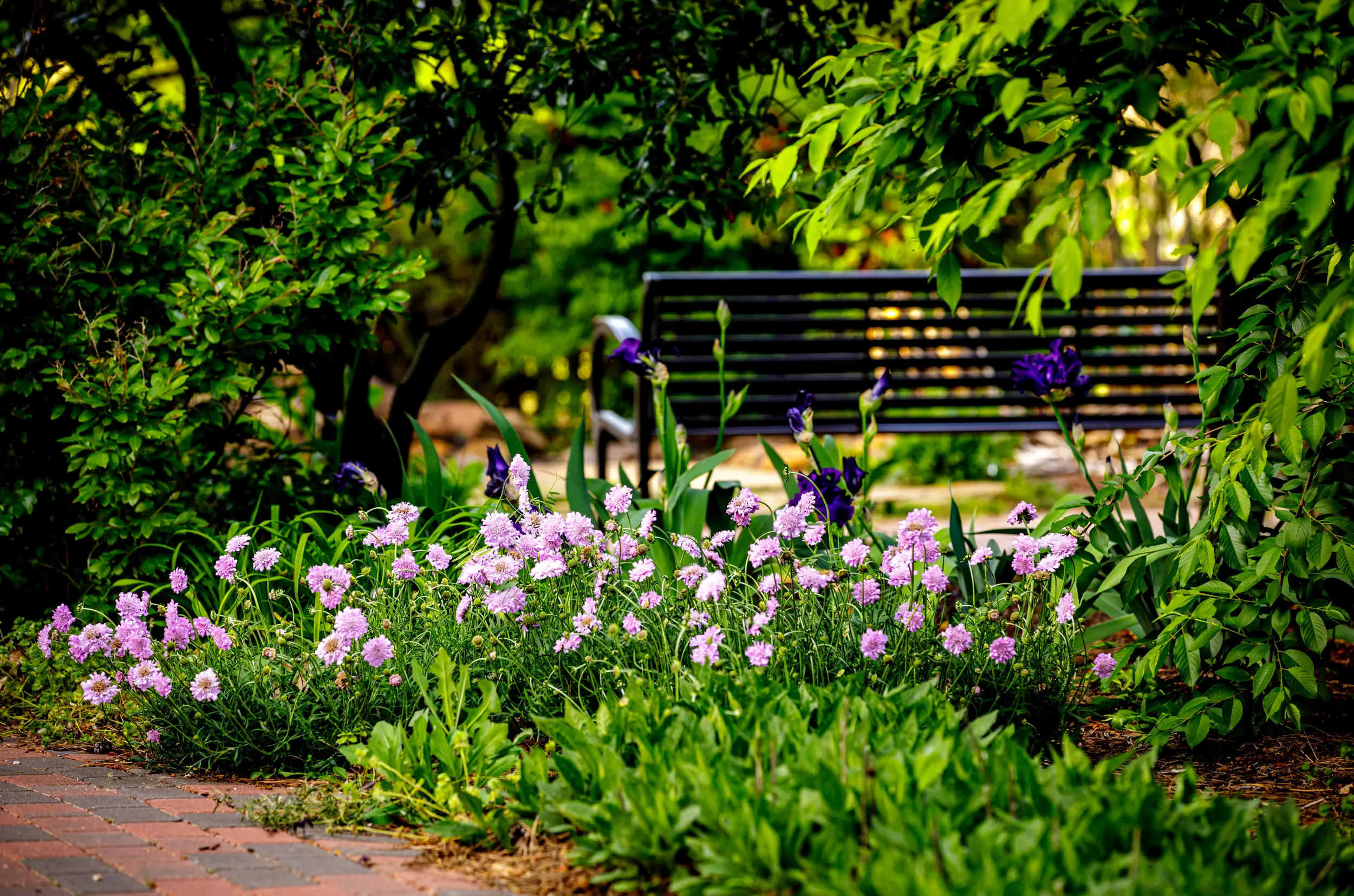 Plants at the OSU Botanic Garden.