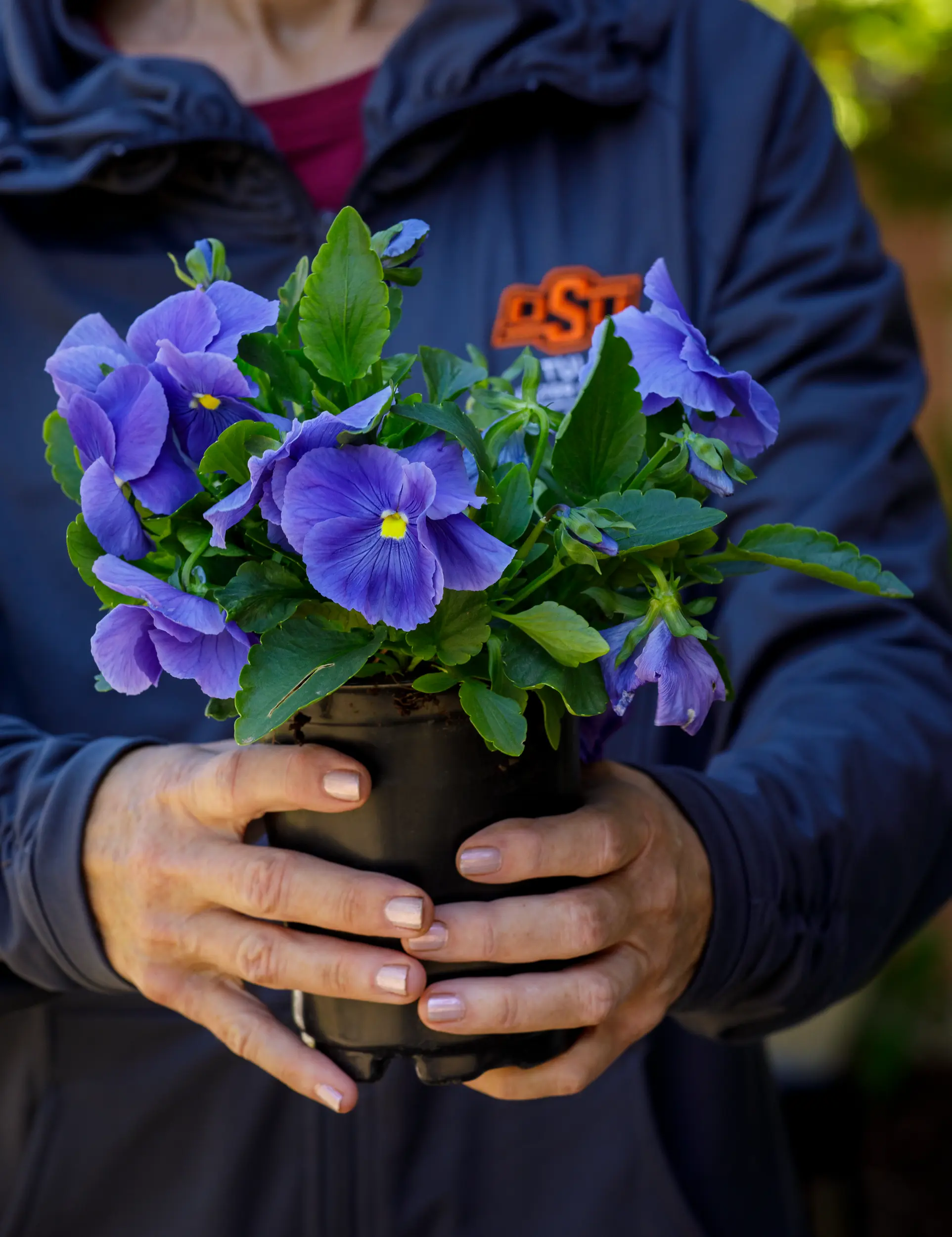 OSU Extension worker holding purple pansy plant.