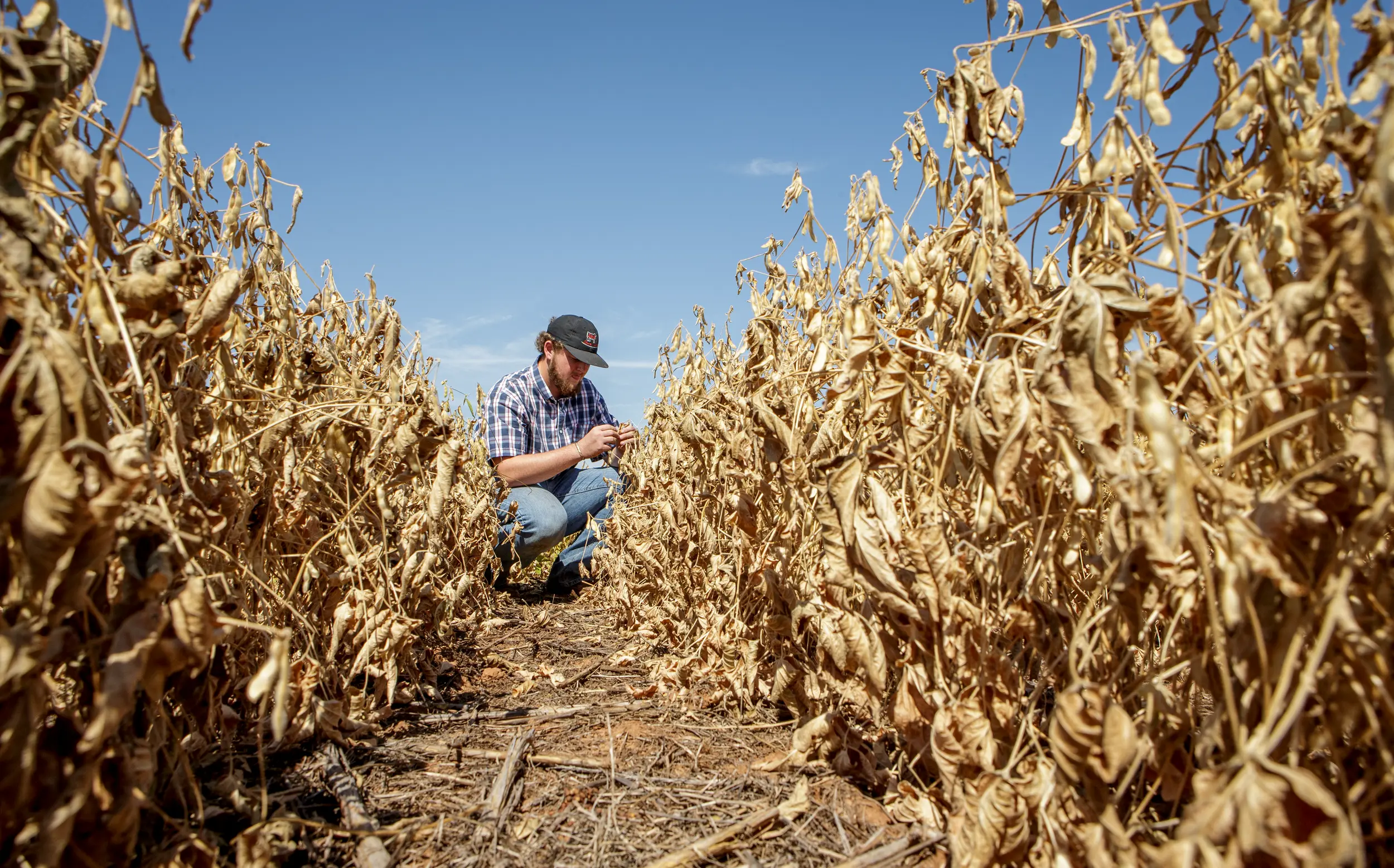 Man kneeling in wheat field, examining crop.