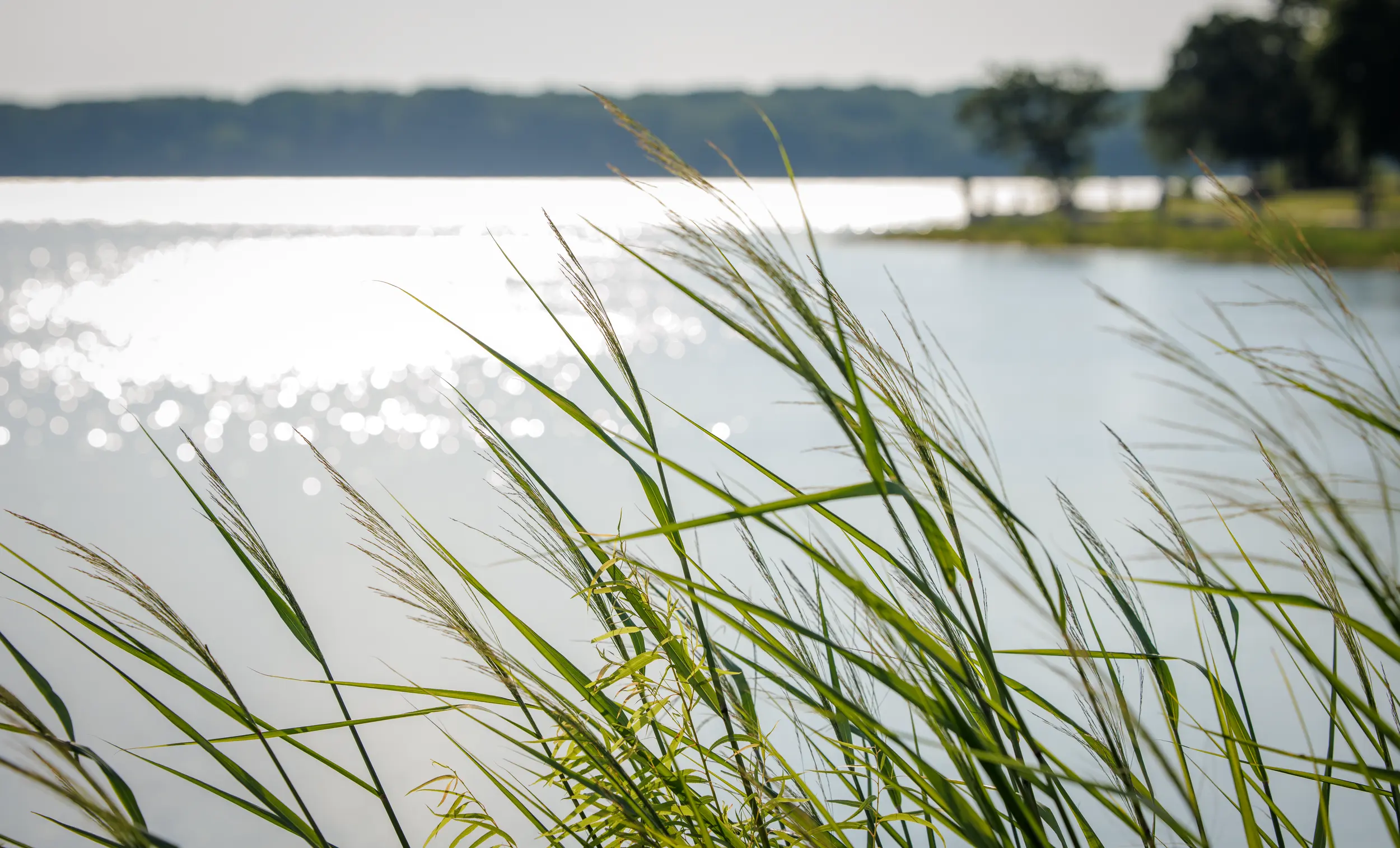 Long grass in front of Lake Carl Blackwell.