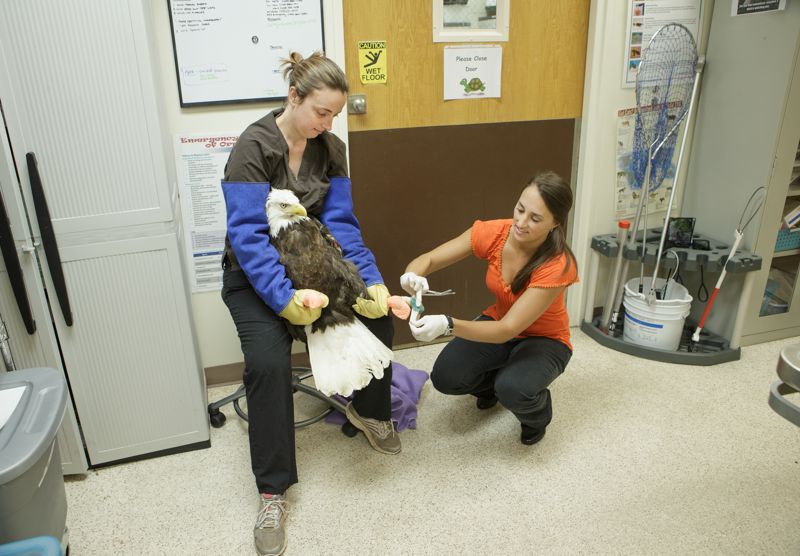 Veterinary students work on an injured bald eagle.